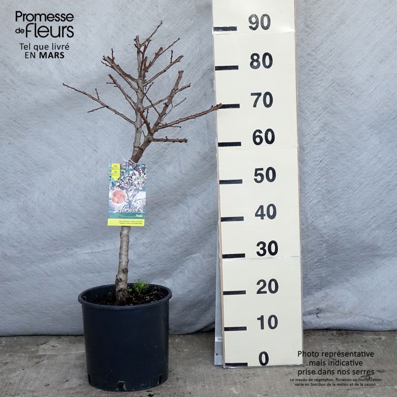 Prunus armeniaca Nanum - Apricot Tree 7.5L/10L pot, Dwarf sample as delivered in spring