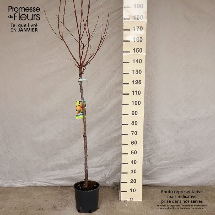 Prunus armeniaca Peche de Nancy - Apricot Tree 7.5L/10L pot, Half standard sample as delivered in winter