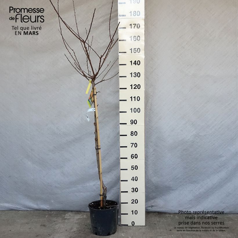 Prunus armeniaca Peche de Nancy - Apricot Tree 7.5L/10L pot, Half standard sample as delivered in spring