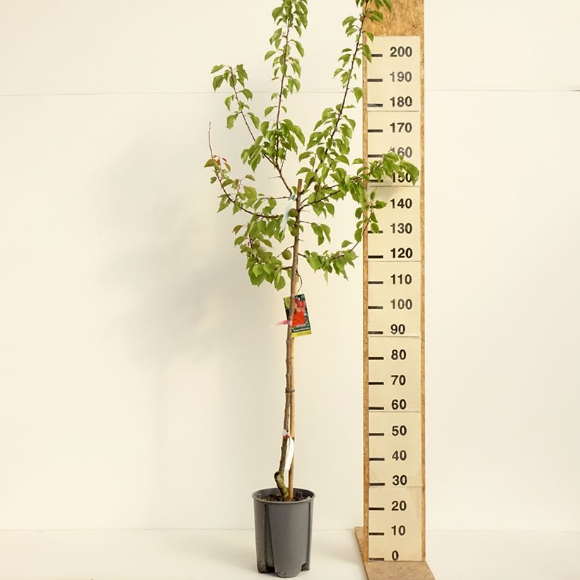 Prunus armeniaca Rouge du Roussillon - Apricot Tree 7.5L/10L pot, Half standard sample as delivered in spring