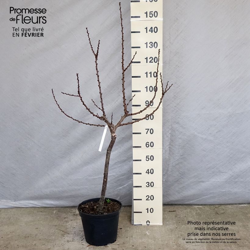 Prunus armeniaca Rouge du Roussillon - Apricot Tree 7.5L/10L pot, Goblet sample as delivered in winter
