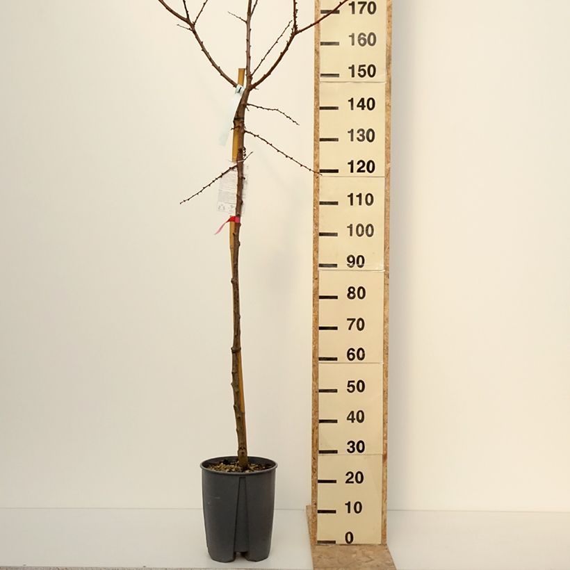 Prunus armeniaca Rouge du Roussillon - Apricot Tree 70L/75L pot, Standard sample as delivered in winter