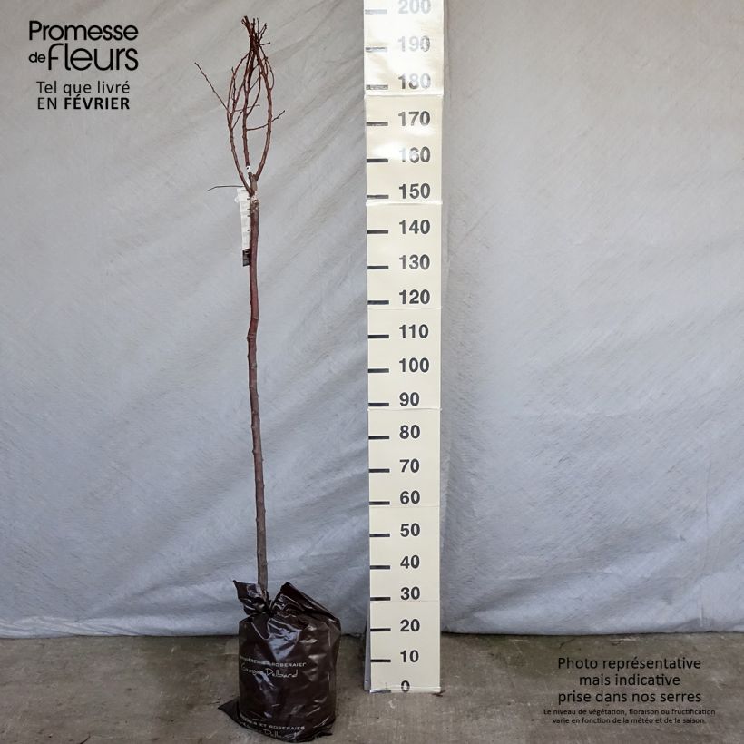 Prunus armeniaca Rouge du Roussillon - Georges Delbard Ready-to-plant root ball, Half standard sample as delivered in winter