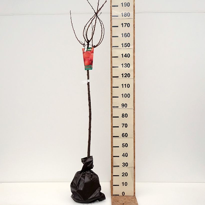 Prunus armeniaca Rouge du Roussillon - Georges Delbard Ready-to-plant root ball, Half standard sample as delivered in autumn