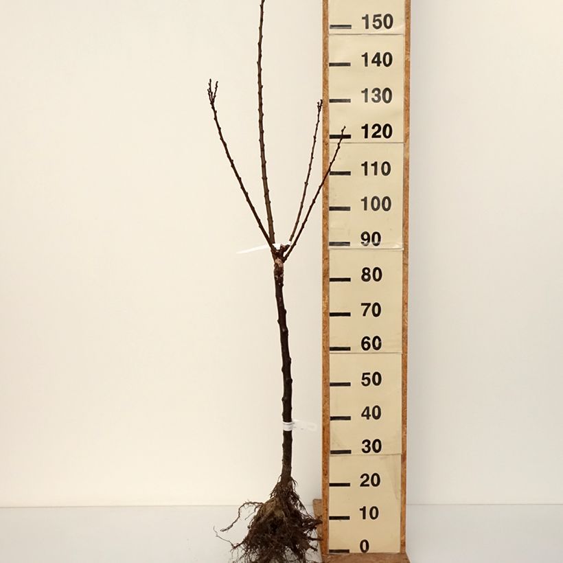Prunus armeniaca Rouge du Roussillon - Georges Delbard Bare root, Goblet sample as delivered in winter