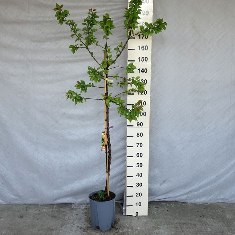 Prunus armeniaca Royal - Apricot Tree 7.5L/10L pot, Half standard sample as delivered in spring