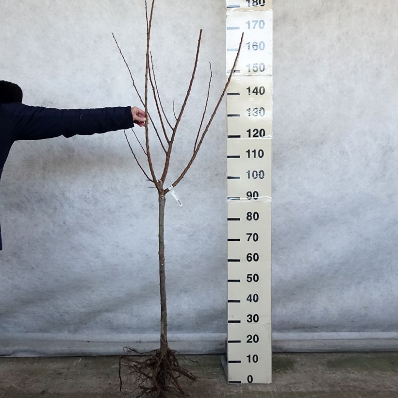 Prunus armeniaca Rustique Des Pyrénées - Apricot Tree Bare root, Goblet sample as delivered in winter