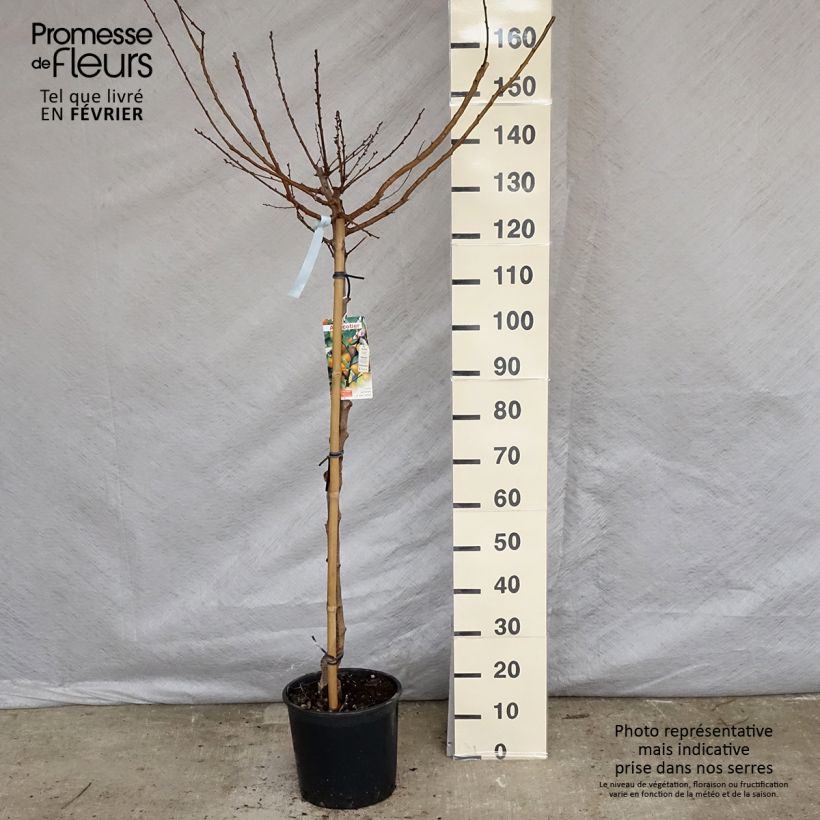 Prunus armeniaca Tardif de Tain Apricot Tree 7.5L/10L pot, Half standard sample as delivered in winter
