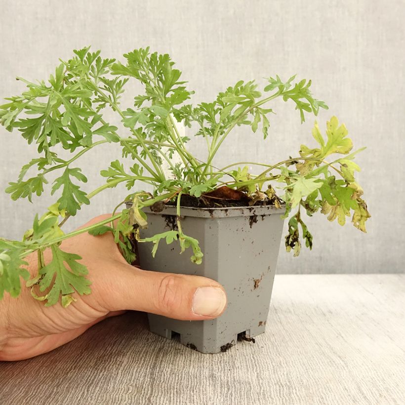 Organic Common Wormwood - Artemisia absinthium 7/8 cm pot sample as delivered in autumn
