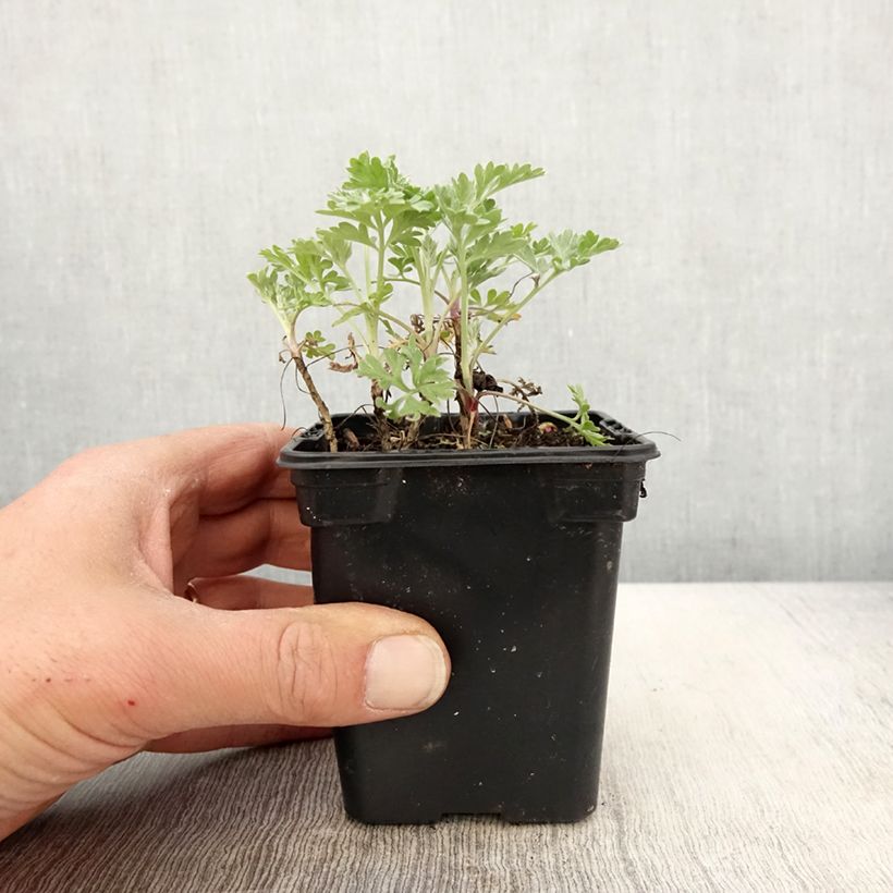 Organic Common Wormwood - Artemisia absinthium 7/8 cm pot sample as delivered in spring