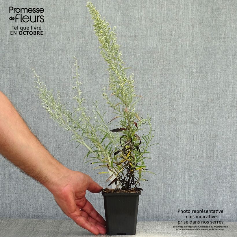 Artemisia stelleriana Boughton Silver 8/9 cm pot sample as delivered in autumn