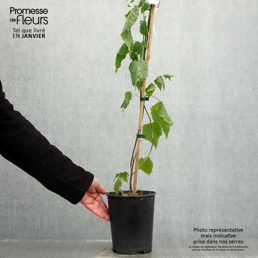 Abutilon  megapotamicum  3L/4L pot sample as delivered in winter