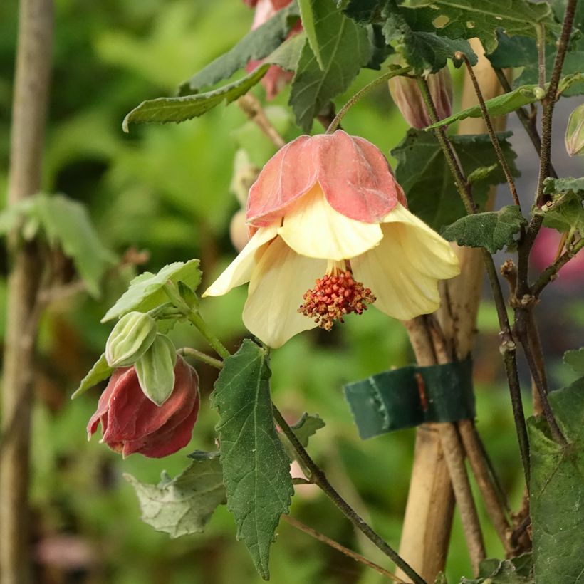 Abutilon megapotamicum Ines - Indian Mallow (Flowering)