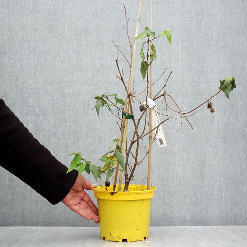 Abutilon megapotamicum Ines - Indian Mallow 3L/4L pot sample as delivered in autumn