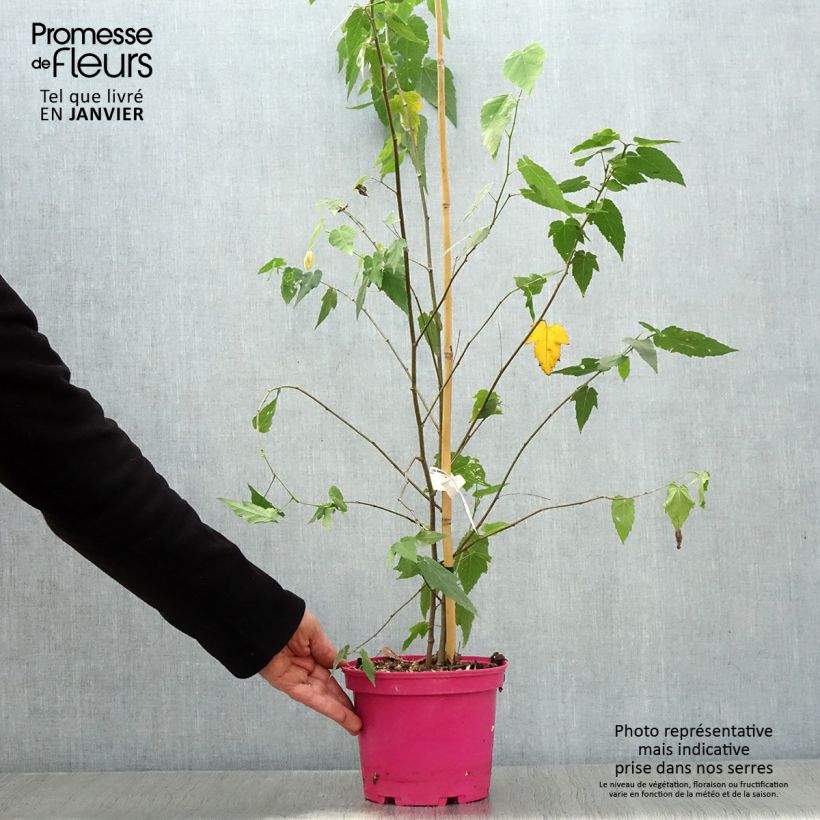 Abutilon x megapotamicum Pink Charm 3L/4L pot sample as delivered in winter