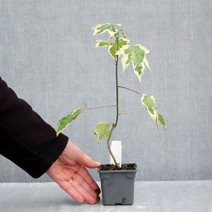 Abutilon Souvenir de Bonn 8/9 cm pot sample as delivered in autumn