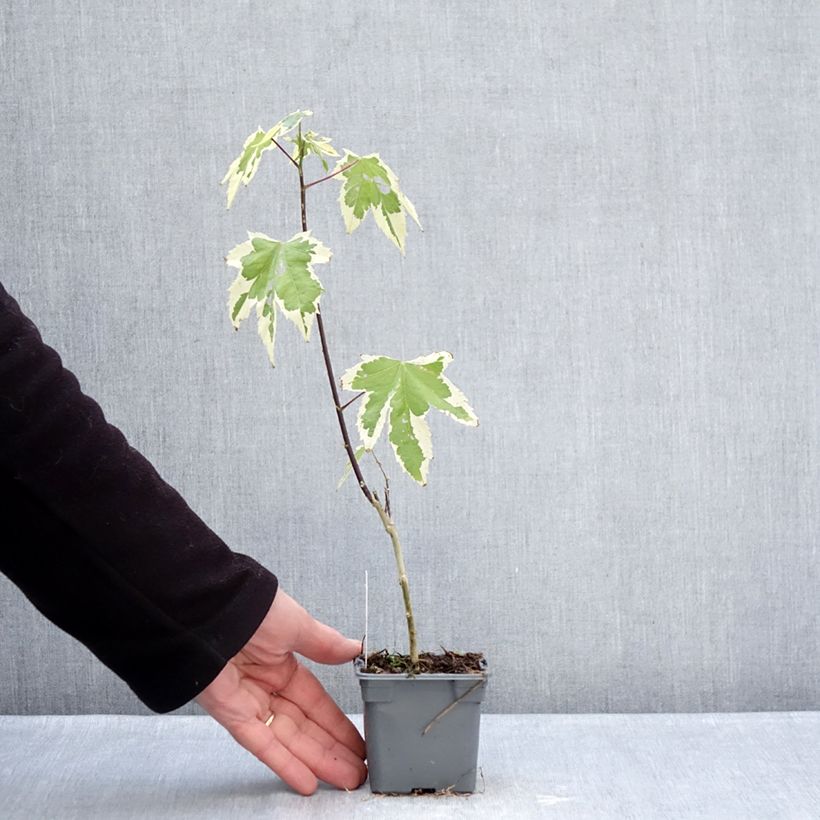 Abutilon Souvenir de Bonn 8/9 cm pot sample as delivered in winter