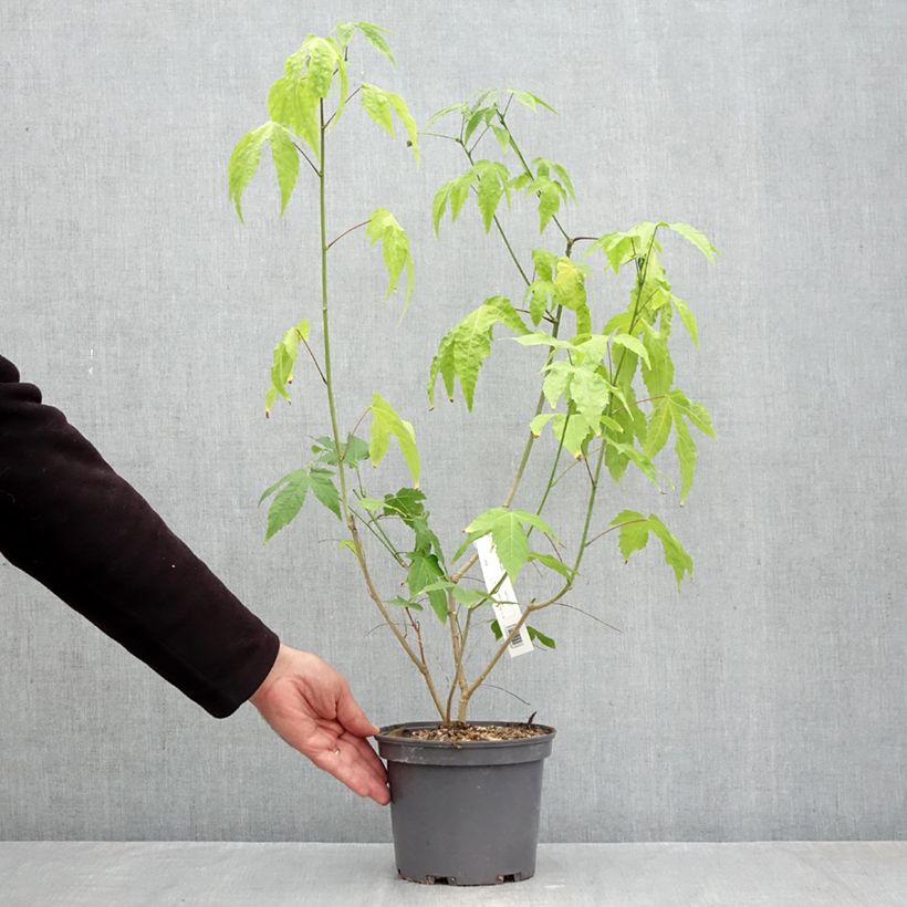 Abulilon  striatum (pictum) Redvein 3L/4L pot sample as delivered in autumn