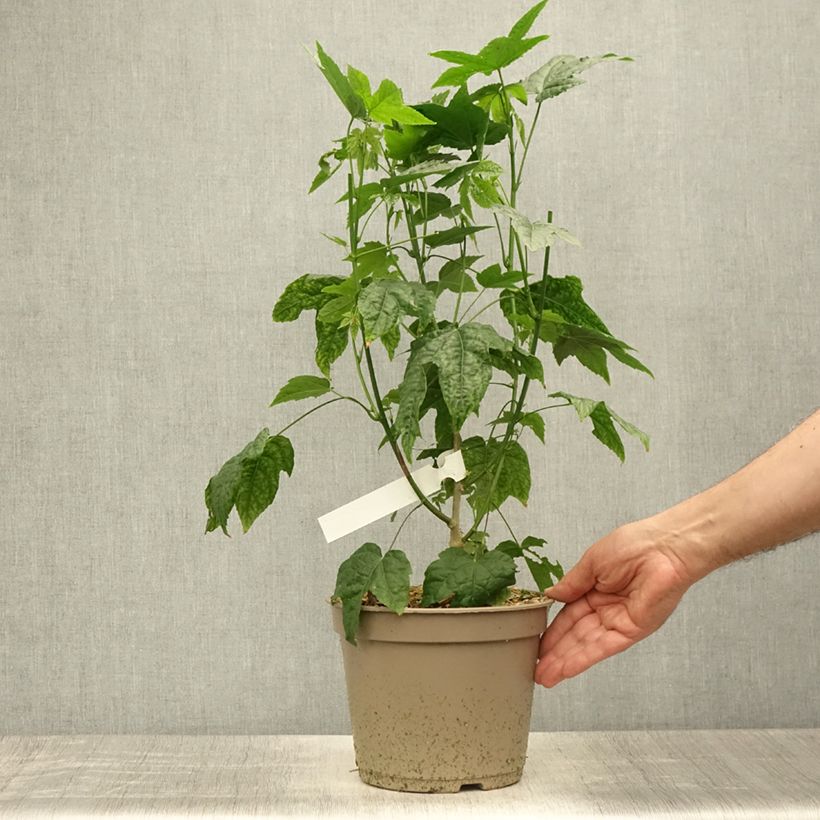 Abulilon  striatum (pictum) Redvein 3L/4L pot sample as delivered in summer