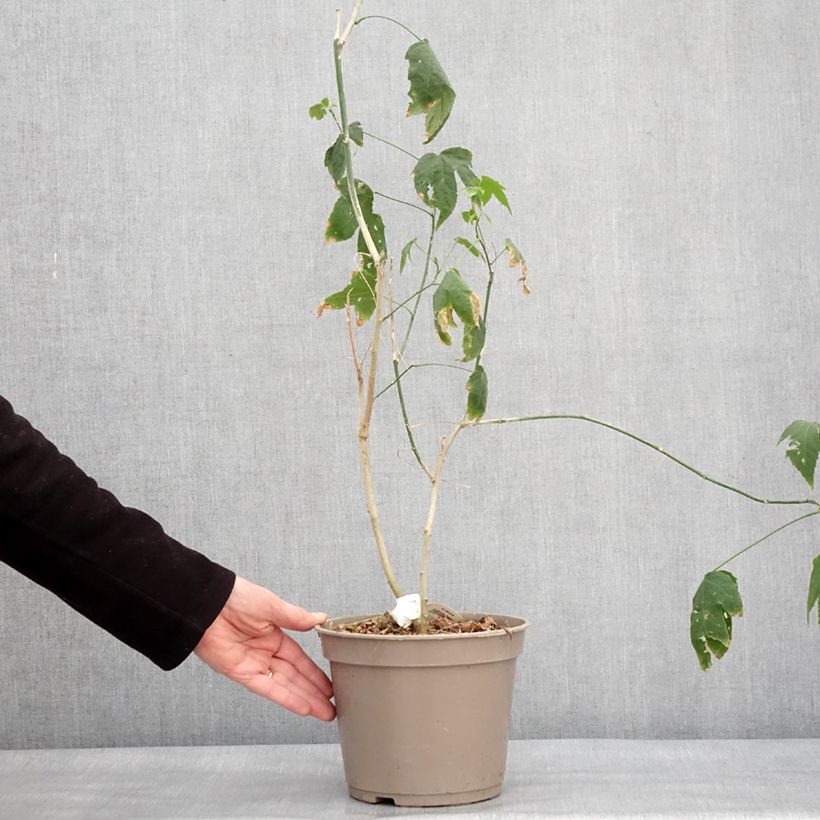 Abulilon  striatum (pictum) Redvein 3L/4L pot sample as delivered in winter