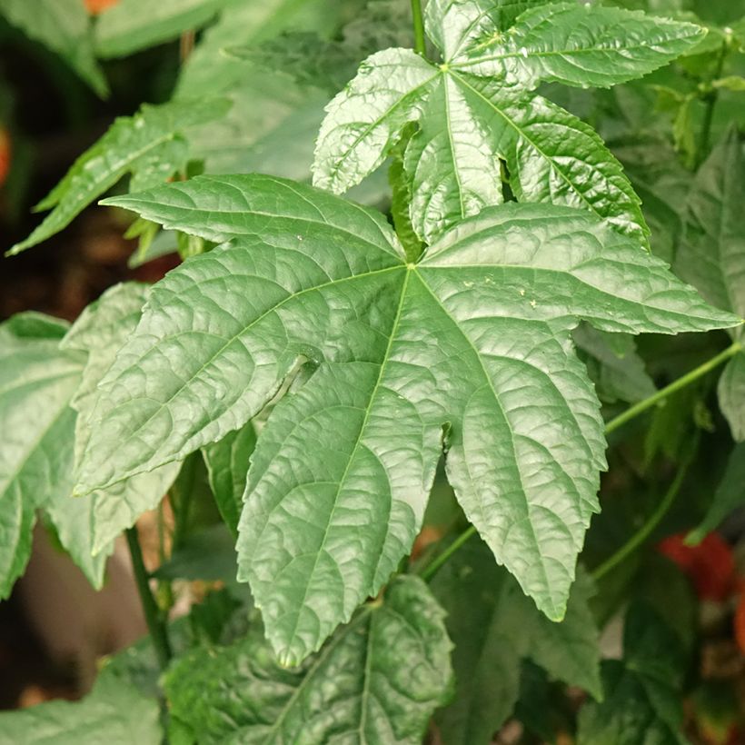 Abulilon striatum (pictum) Redvein (Foliage)
