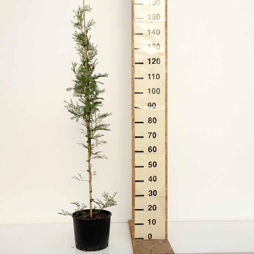 Acacia baileyana 7.5L/10L pot sample as delivered in winter