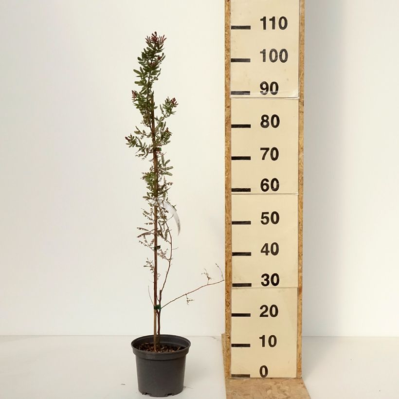 Acacia baileyana Purpurea 3L/4L pot sample as delivered in spring