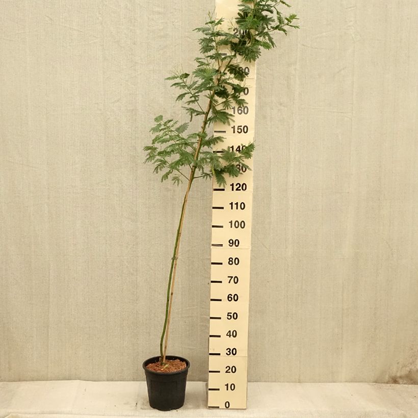 Acacia dealbata Gaulois Astier 7.5L/10L pot sample as delivered in autumn