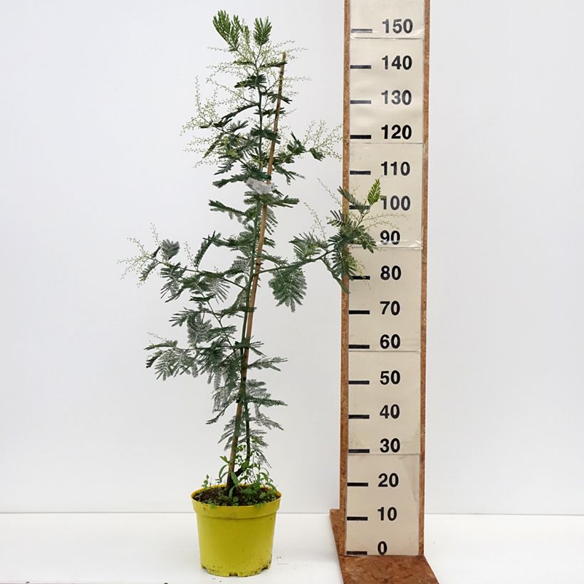 Acacia dealbata Gaulois Astier 7.5L/10L pot sample as delivered in winter