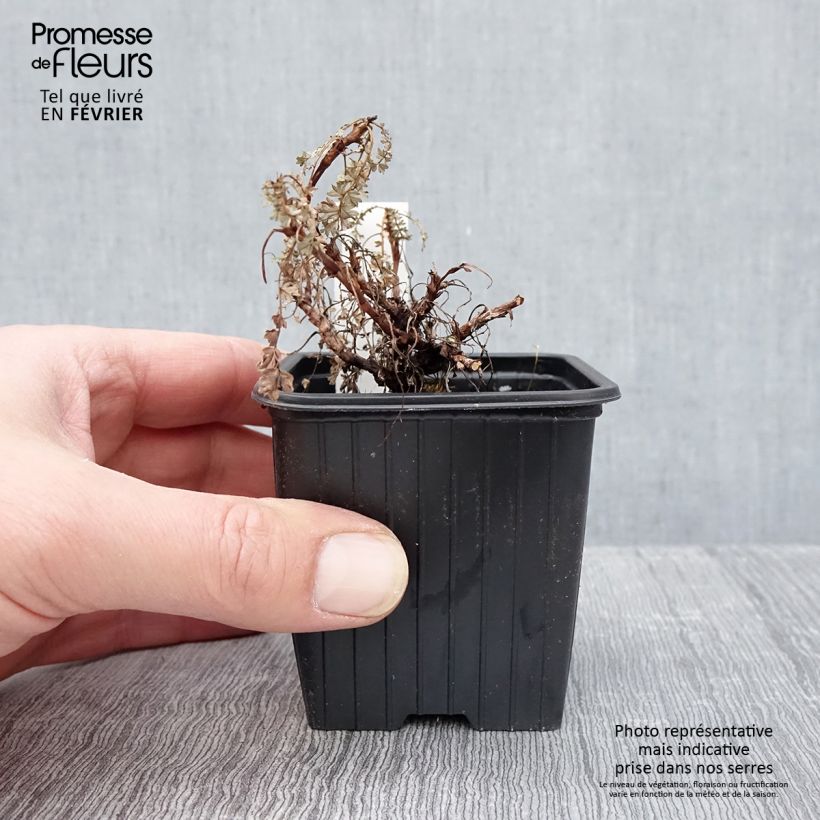 Acaena saccaticupula Blue Haze 8/9 cm pot sample as delivered in winter