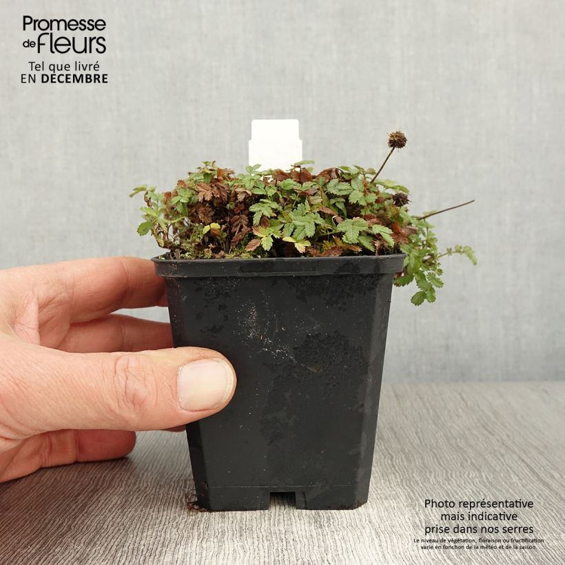 Acaena magellanica 8/9 cm pot sample as delivered in autumn