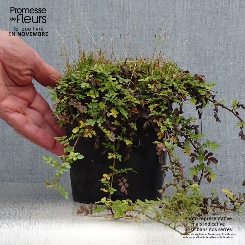 Acaena magellanica 2L/3L pot sample as delivered in autumn