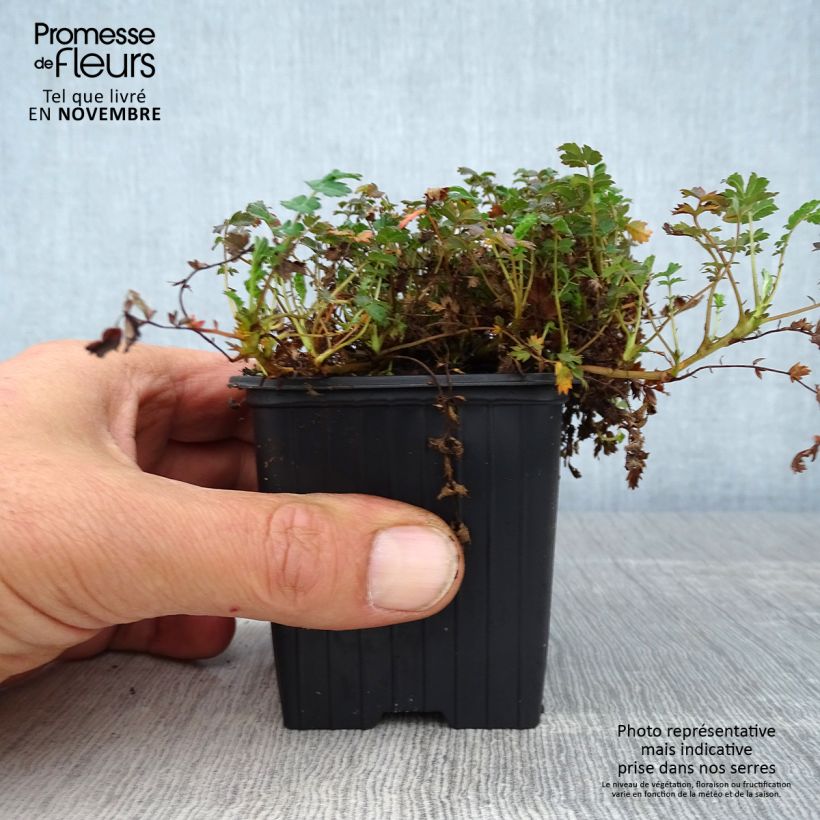Acaena microphylla Kupferteppich 8/9 cm pot sample as delivered in autumn
