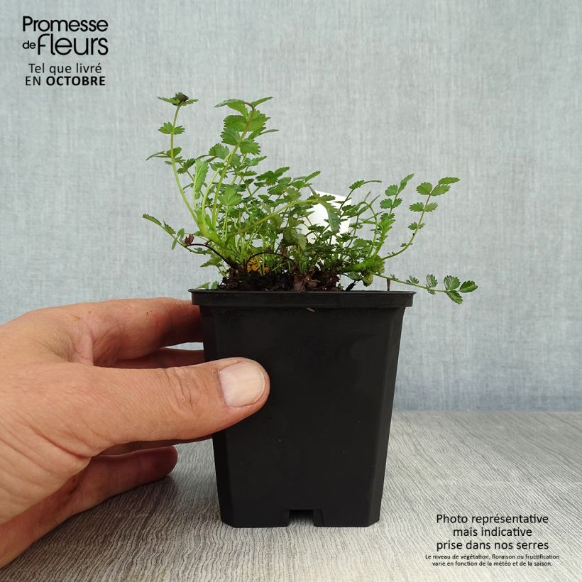 Acaena microphylla 8/9 cm pot sample as delivered in autumn
