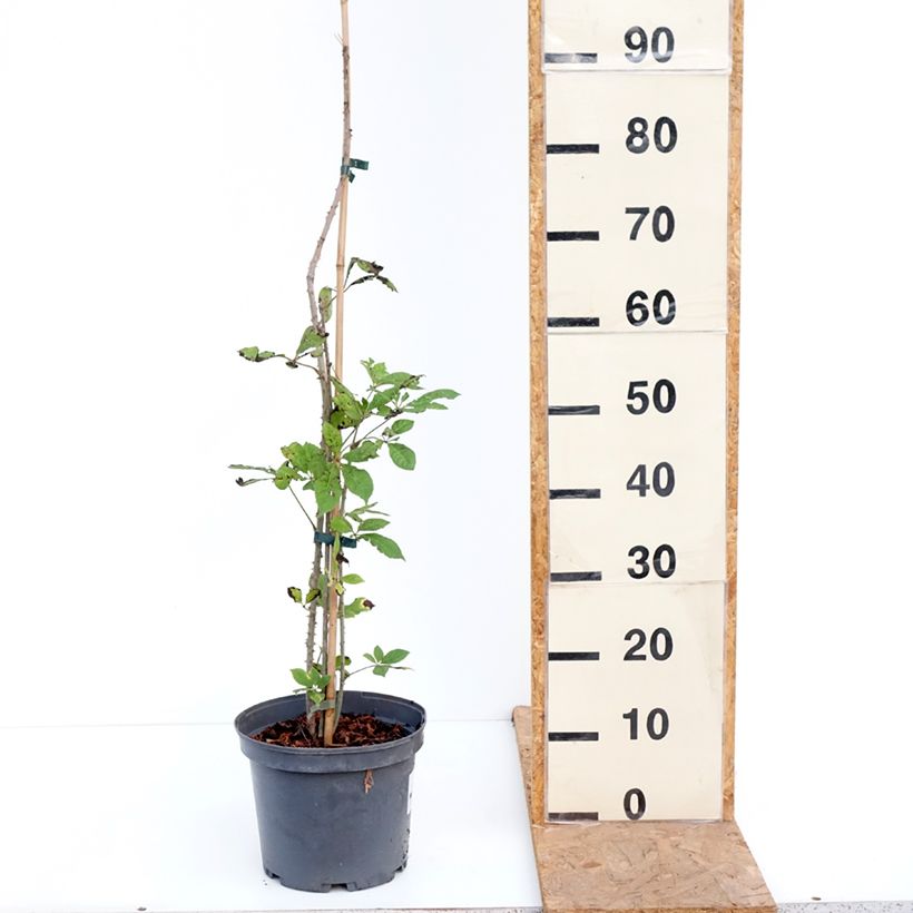 Example of Acanthopanax henryi - Henry's Aralia 4L/5L pot as you get in automne