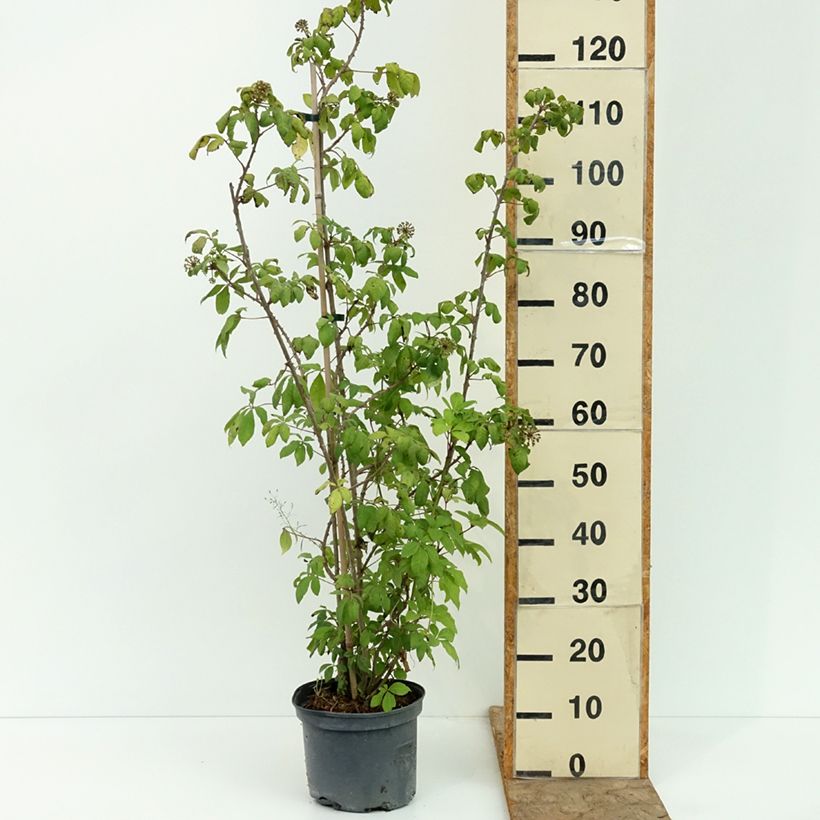 Acanthopanax henryi - Henry's Aralia 4L/5L pot sample as delivered in summer