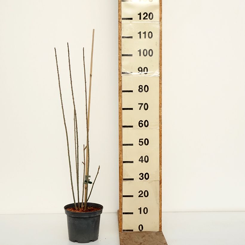 Acanthopanax henryi - Henry's Aralia 4L/5L pot sample as delivered in winter