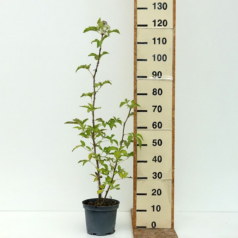 Acanthopanax henryi Nana - Henry's Aralia 3L/4L pot sample as delivered in summer