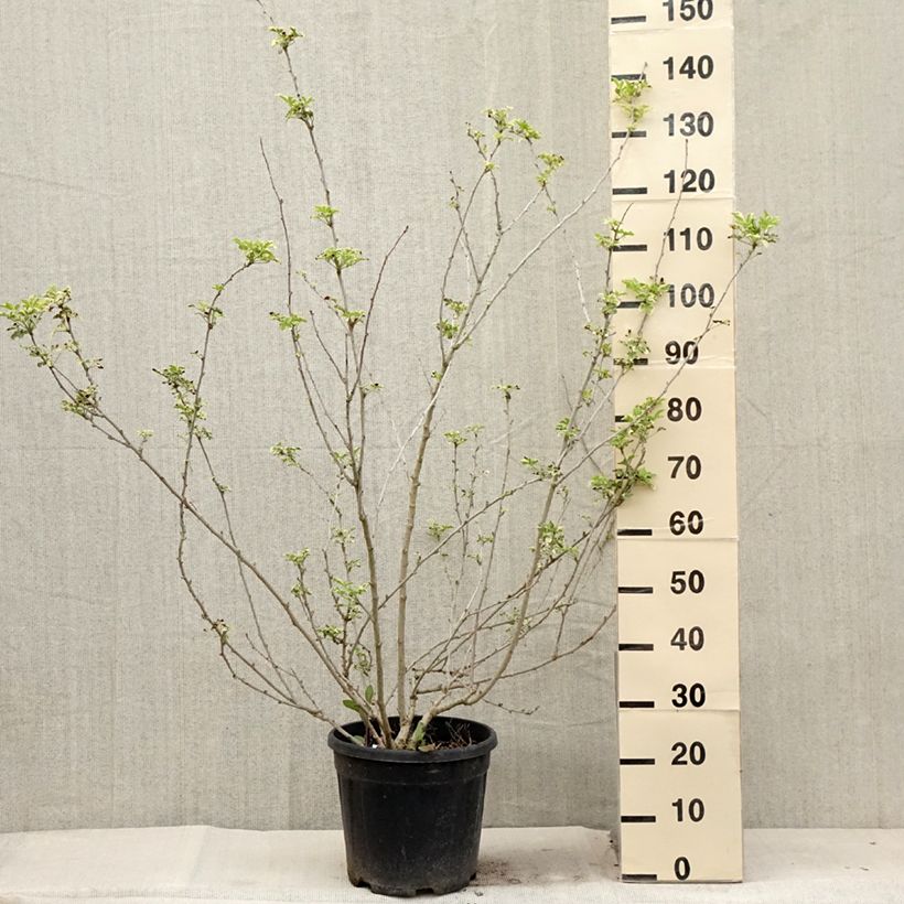 Acanthopanax sieboldianus Variegatus 7.5L/10L pot sample as delivered in summer