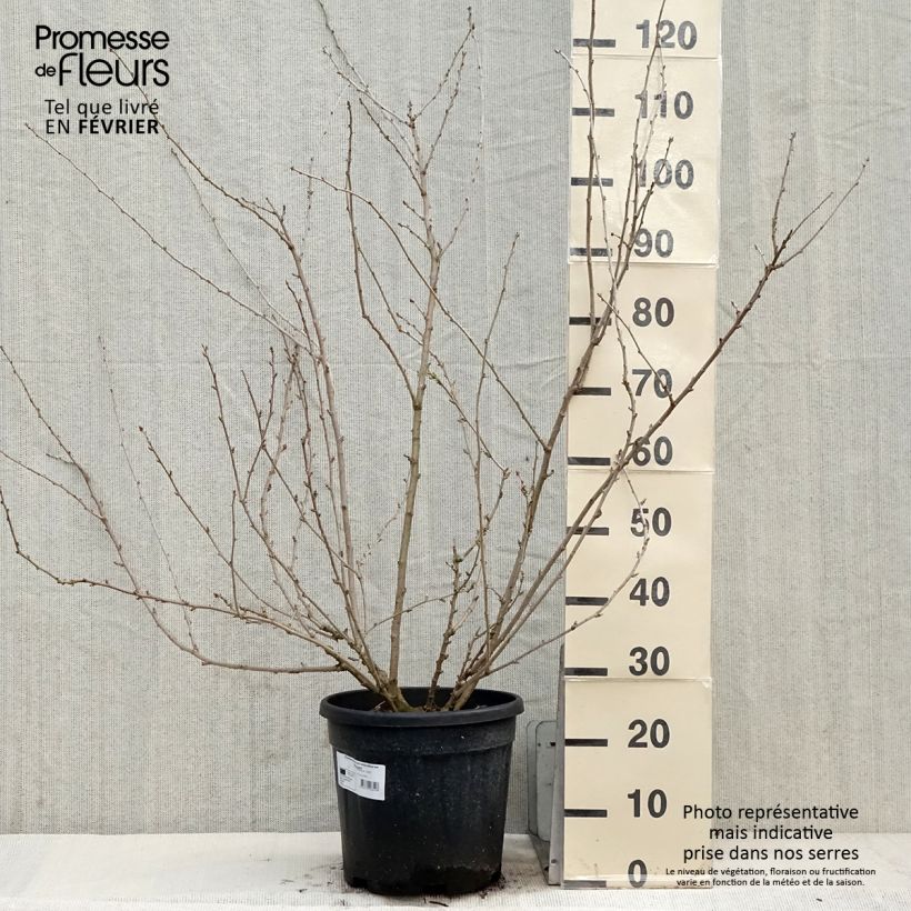 Acanthopanax sieboldianus Variegatus 7.5L/10L pot sample as delivered in winter