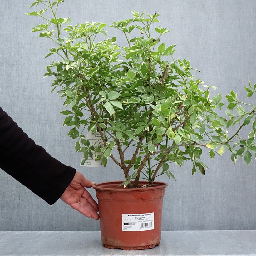 Acanthopanax sieboldianus Variegatus 4L/5L pot sample as delivered in autumn