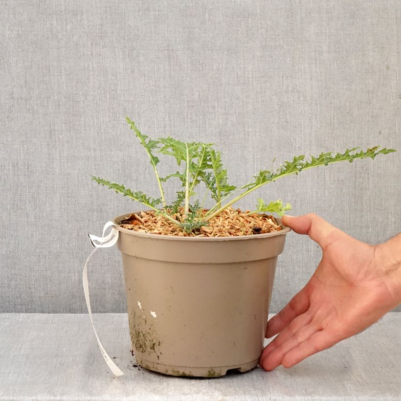 Acanthus hirsutus subsp. syriacus 4L/5L pot sample as delivered in autumn