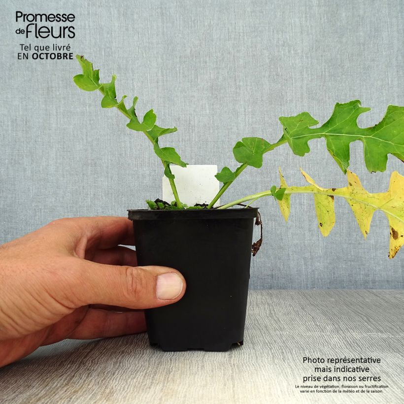 Acanthus hungaricus 8/9 cm pot sample as delivered in autumn