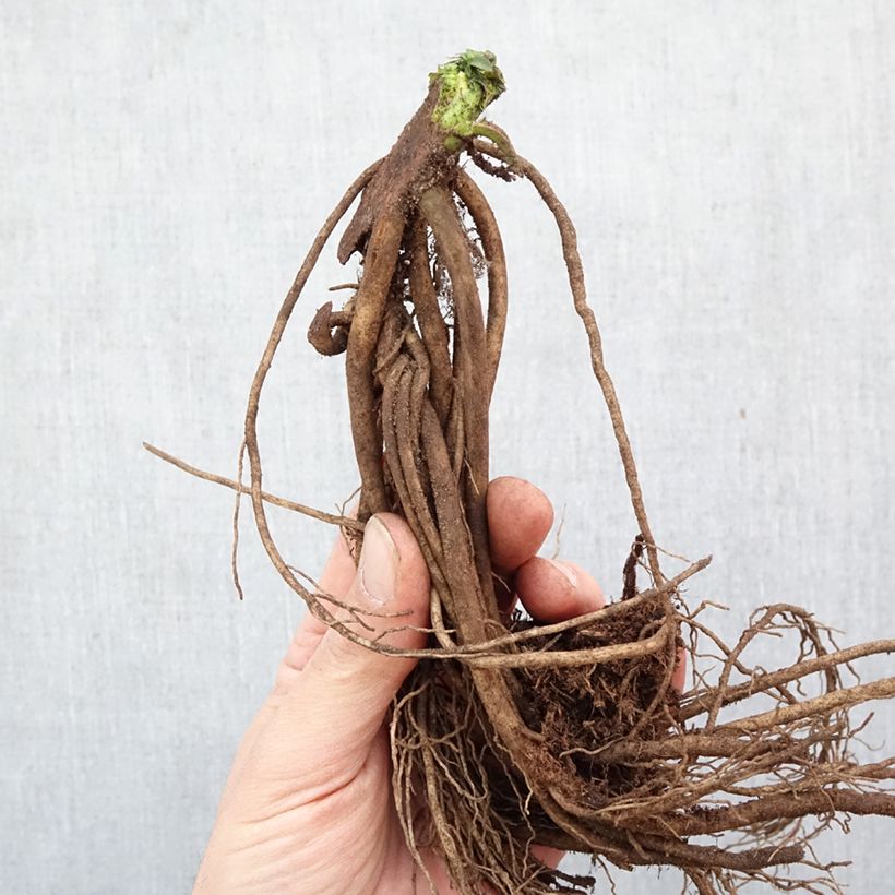 Acanthus hungaricus Bare root sample as delivered in winter