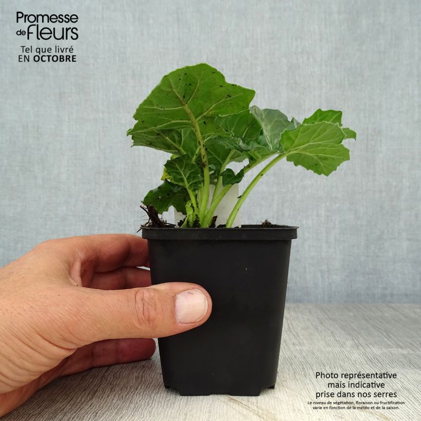 Acanthus mollis Rue Ledan - Bear's Breech 8/9 cm pot sample as delivered in autumn
