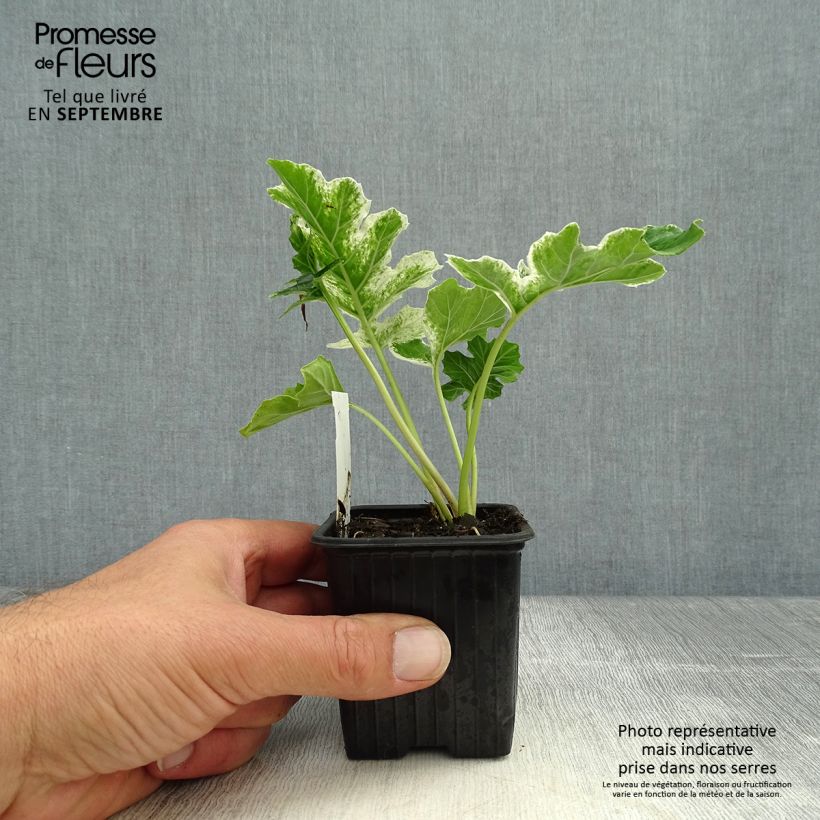 Acanthus mollis Tasmanian Angel - Bear's Breech 8/9 cm pot sample as delivered in autumn