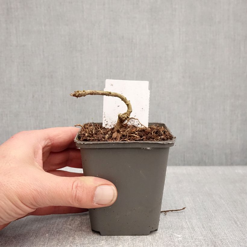 Acanthus sennii 8/9 cm pot sample as delivered in winter