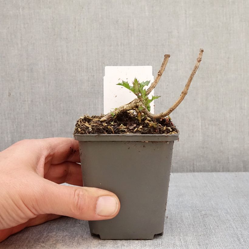 Acanthus sennii 8/9 cm pot sample as delivered in spring