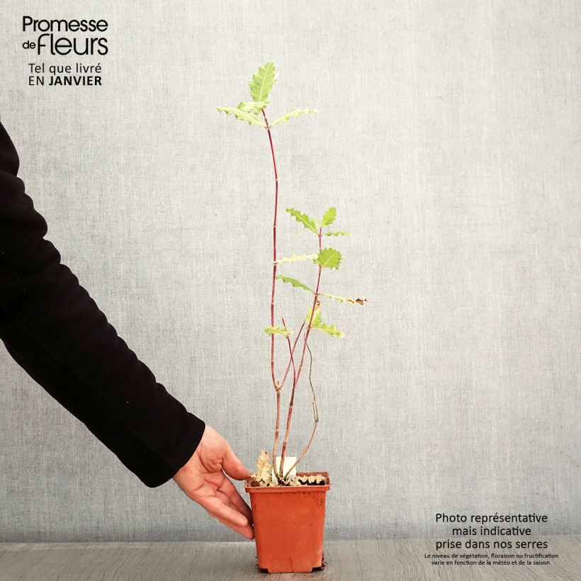 Acanthus sennii 1L/1.5L pot sample as delivered in winter