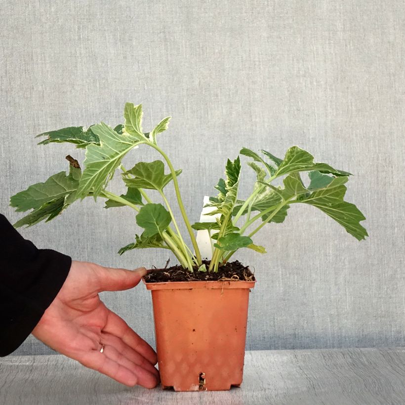 Acanthus mollis Whitewater - Bear's Breech 1L/1.5L pot sample as delivered in autumn